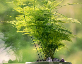 Seeds Of Strength Asparagus Plumosus Nanus seeds with feathery fronds ready for terrarium use