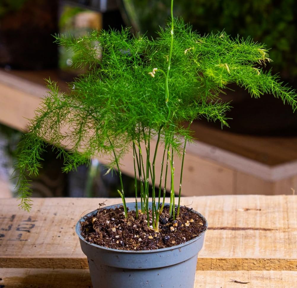 Seeds Of Strength Asparagus Plumosus Nanus seeds in germination progress, warm conditions boost sprout growth