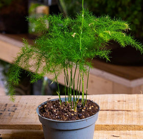 Seeds Of Strength Asparagus Plumosus Nanus seeds in germination progress, warm conditions boost sprout growth