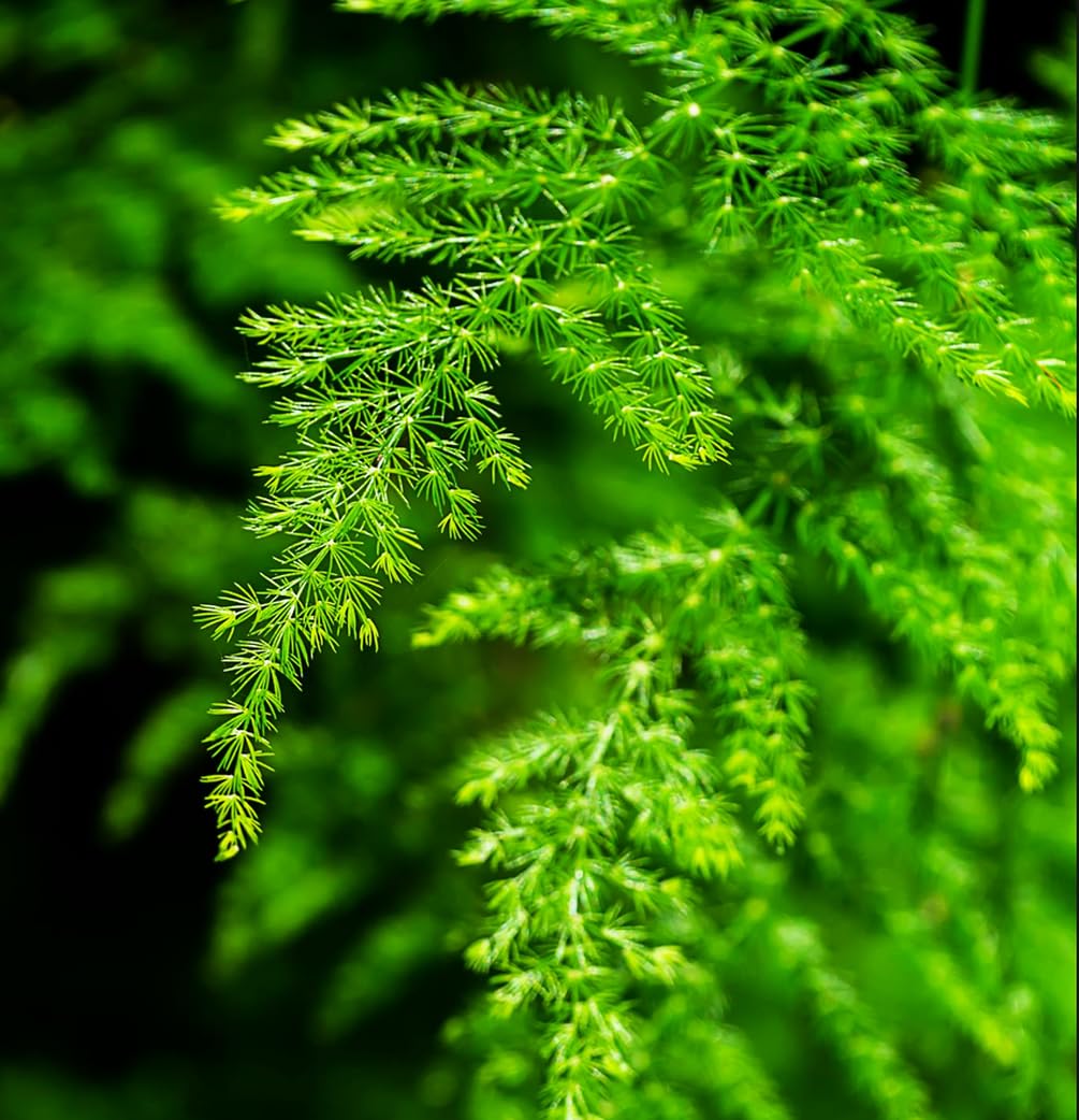 Seeds Of Strength Asparagus Plumosus Nanus cared for in indirect light to prevent scorch