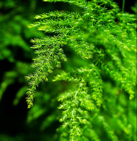 Seeds Of Strength Asparagus Plumosus Nanus cared for in indirect light to prevent scorch