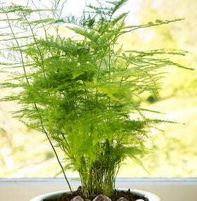 Seeds Of Strength Asparagus Plumosus Nanus soil and sand mix, ideal drainage for healthy sprouts