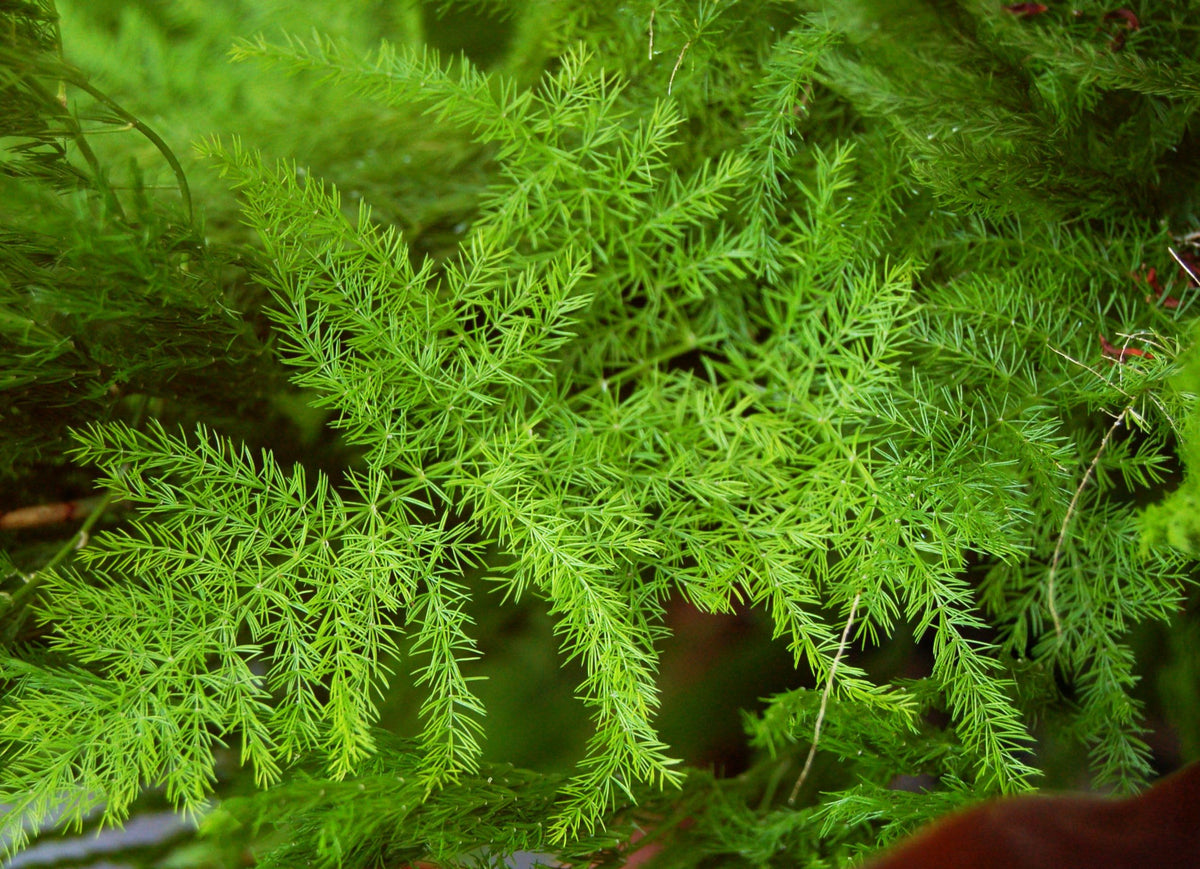 Seeds Of Strength Asparagus Plumosus Nanus watered with fine mist to protect seeds