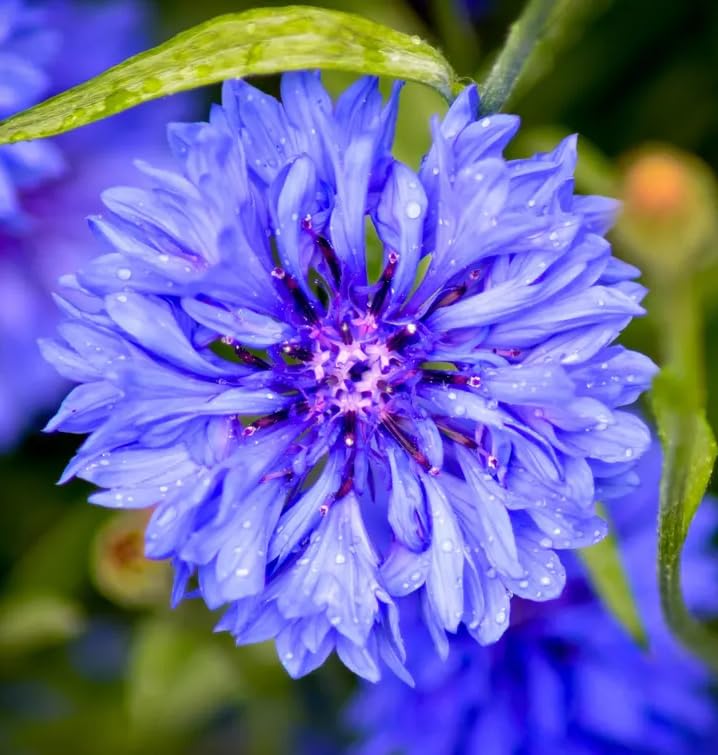Seeds Of Strength bachelor button blooms attracting butterflies and pollinators.