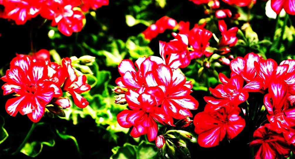 Seeds Of Strength balcony planters ideal for colorful, easy-care displays.