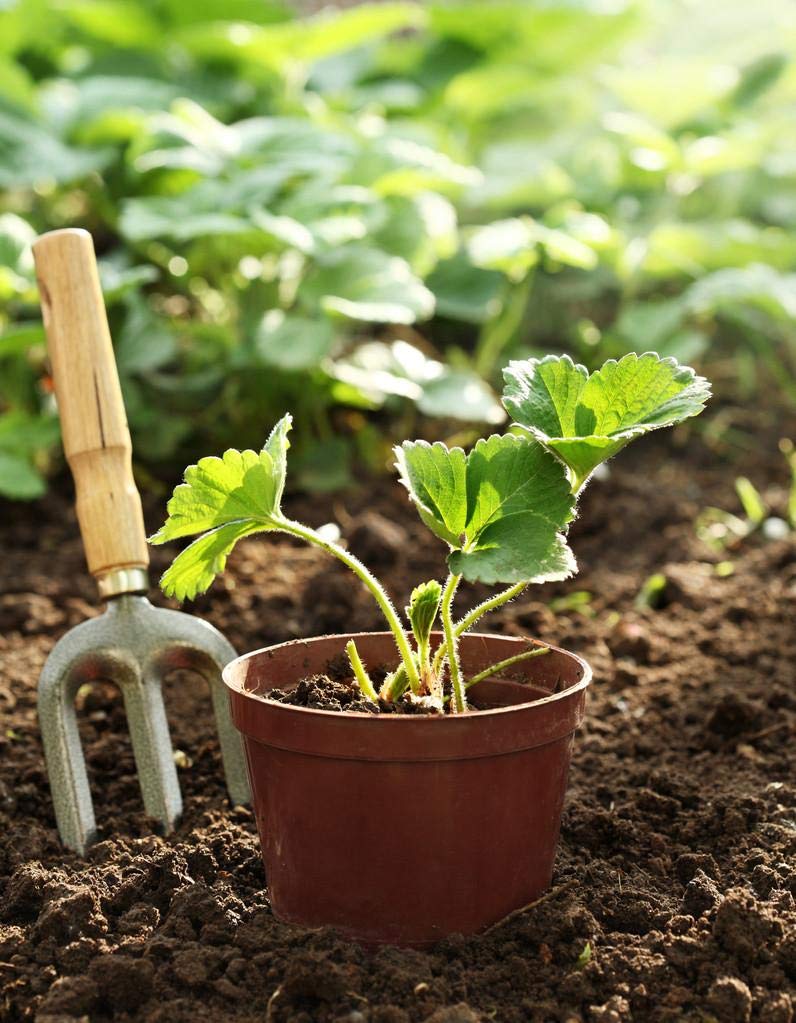 Seeds Of Strength banana seeds pack for tropical fruit in containers