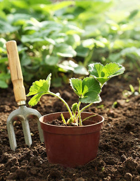 Seeds Of Strength banana seeds pack for tropical fruit in containers