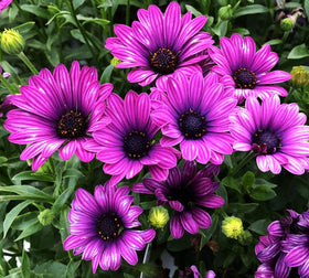 Seeds Of Strength bee-friendly blooms attract pollinators for a thriving garden ecosystem