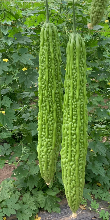 Seeds Of Strength bitter melon seeds pack for easy sowing and open pollination.