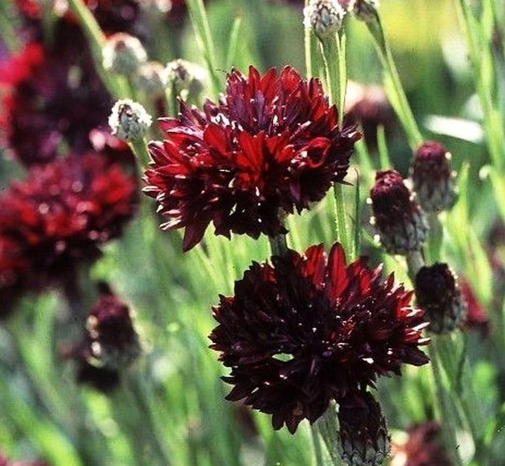 Seeds Of Strength Black Cornflower blooming in a garden bed