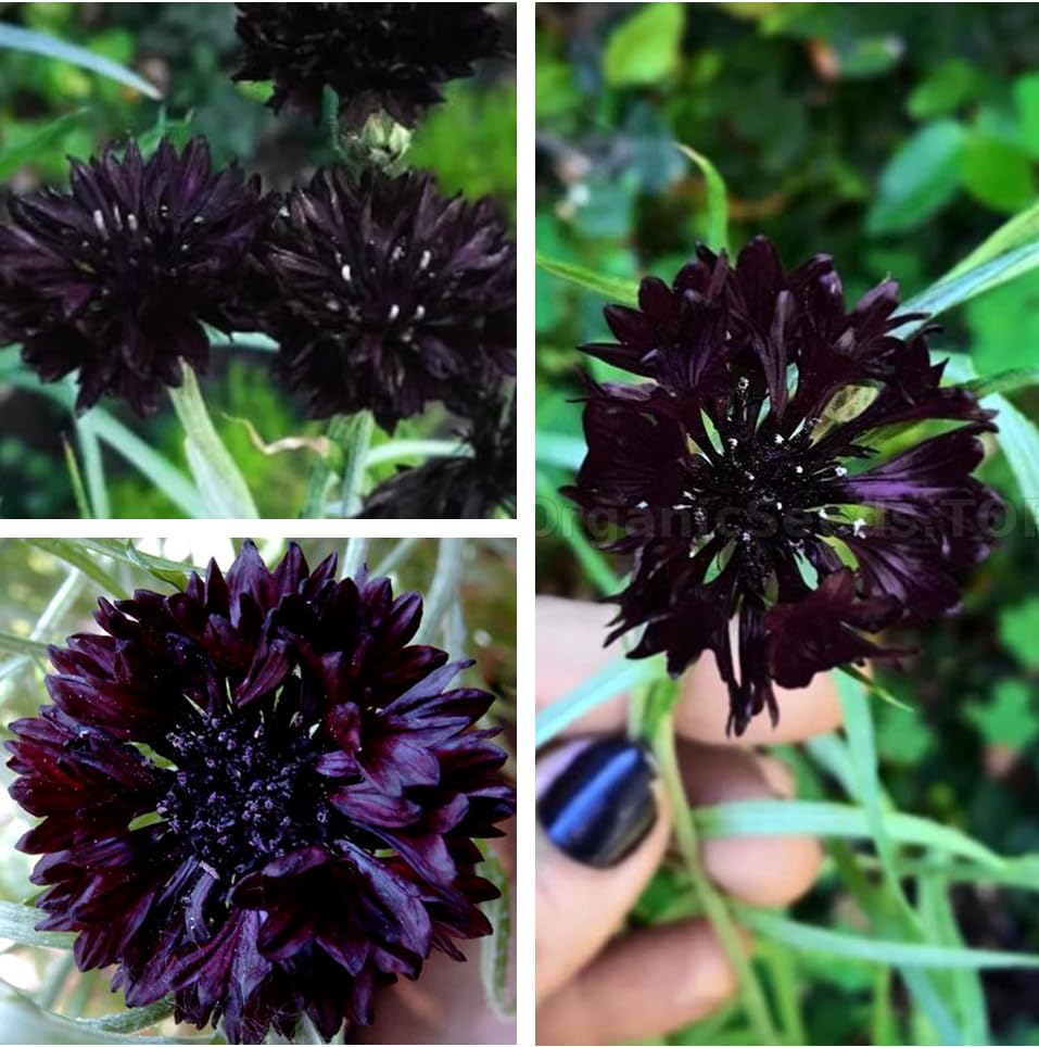 Seeds Of Strength Black Cornflower seed packet ready for spring planting