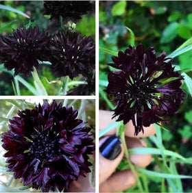 Seeds Of Strength Black Cornflower seed packet ready for spring planting
