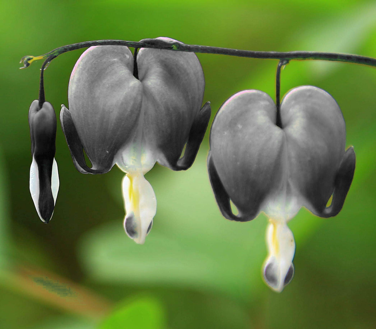 Seeds Of Strength bleeding heart flower close-up showing delicate pink blooms