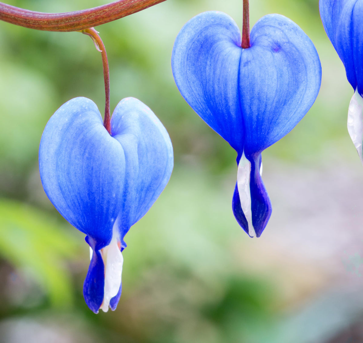 Seeds Of Strength bleeding-heart plants growing in a shaded garden with lavender tones.