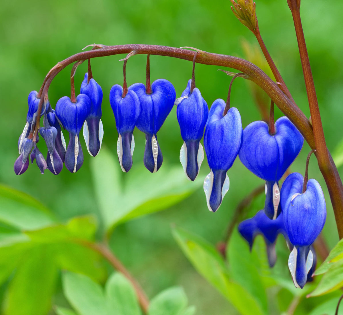 Seeds Of Strength bleeding-heart seed packets ready to plant in beds or borders.