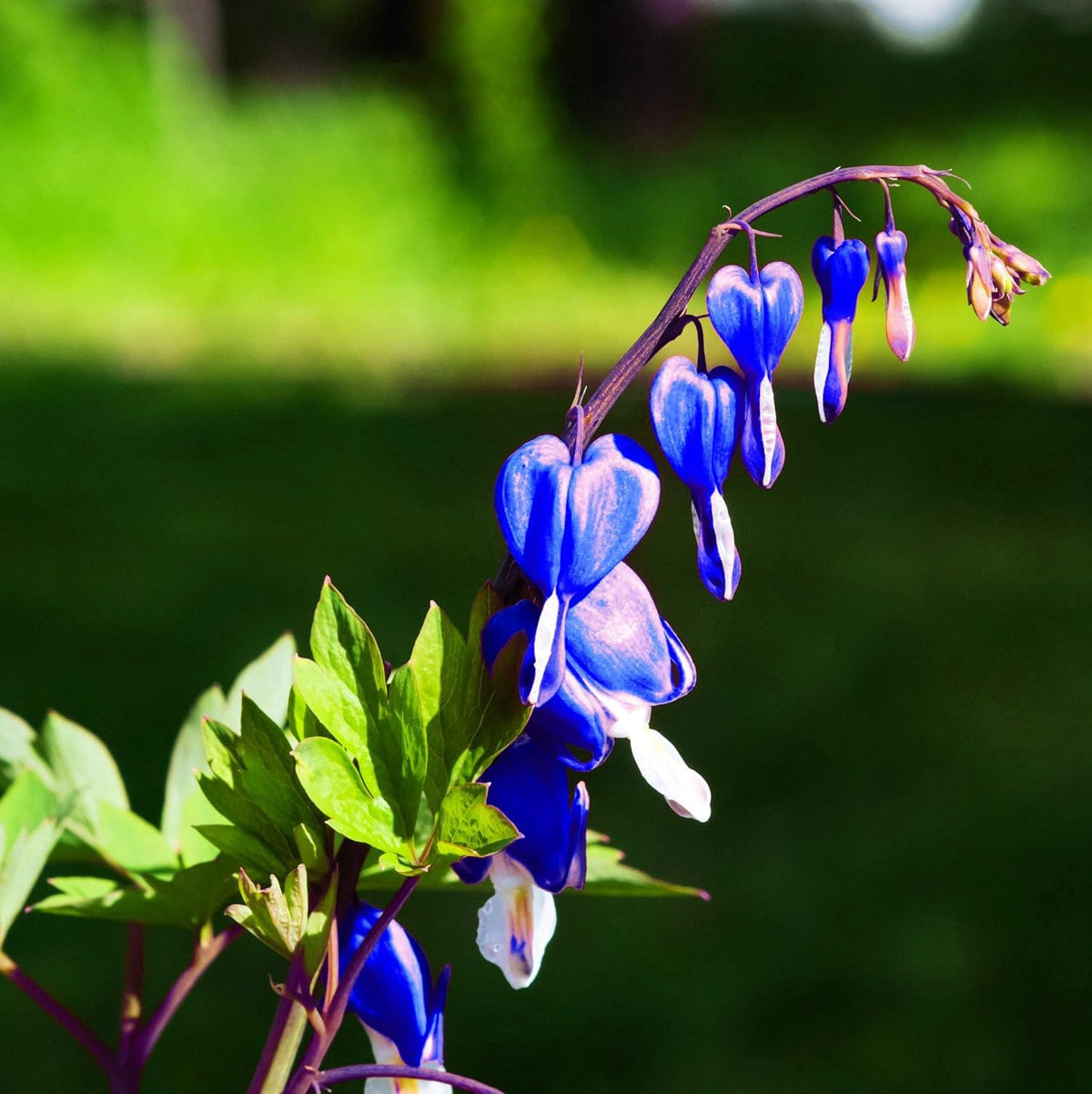 Seeds Of Strength bleeding-heart seeds close-up, lavender hues, ideal for starting a dramatic shade garden.
