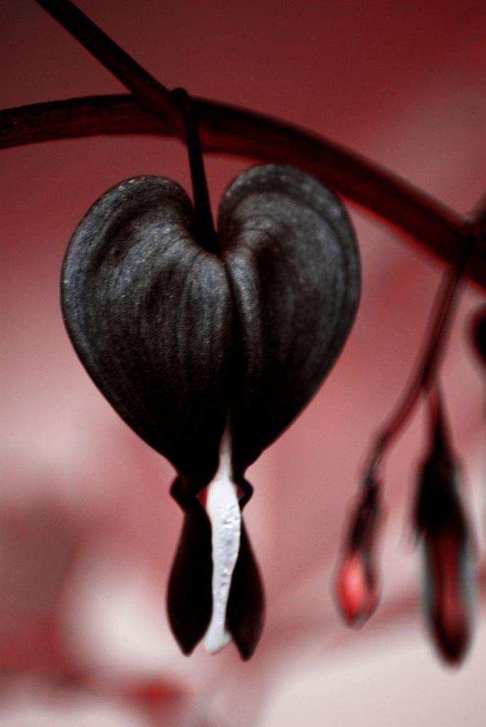 Seeds Of Strength bleeding heart seeds ideal for indoor cut flowers