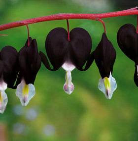Seeds Of Strength bleeding heart seeds packet ready for shade garden color