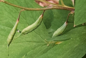 Seeds Of Strength bleeding heart seeds shown in starter pots