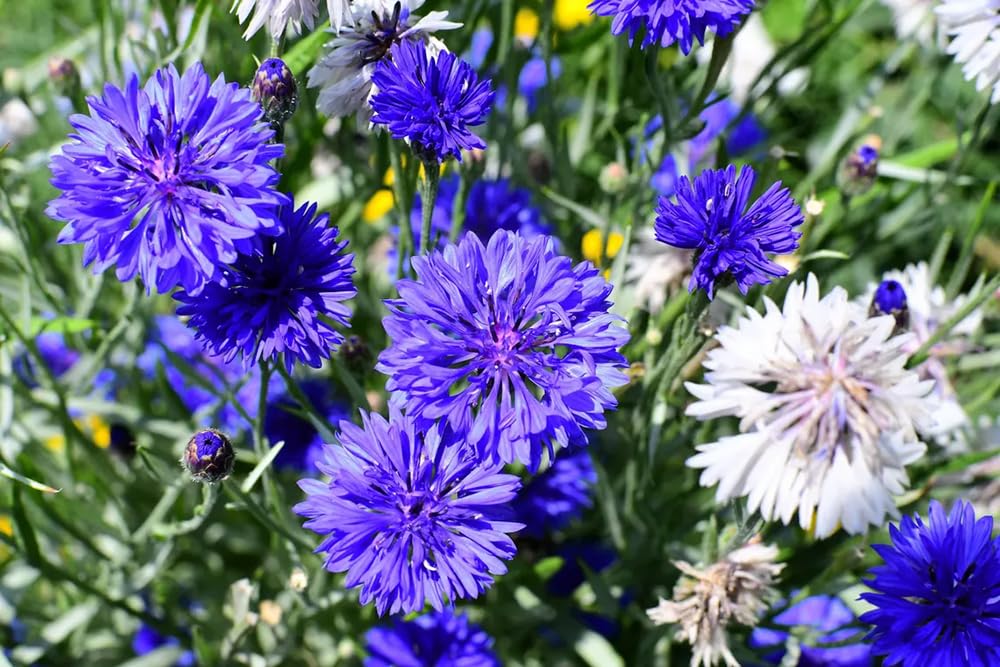 Seeds Of Strength blue cornflowers in full bloom for a lively cut flower display.
