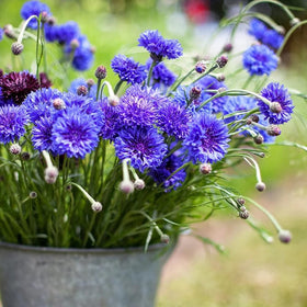 Seeds Of Strength blue cornflower seeds germination in moist soil.
