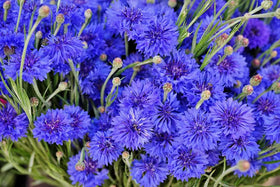 Seeds Of Strength blue cornflower seeds pack for colorful garden borders.