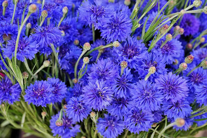 Seeds Of Strength blue cornflower seeds pack for colorful garden borders.