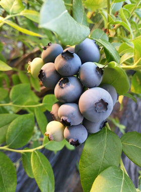 Seeds Of Strength blueberry harvest on sunlit bush illustrating fresh flavor potential.