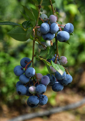 Seeds Of Strength blueberry plant thriving indoors in a pot, versatile growing options.
