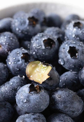 Seeds Of Strength blueberry seedling ready for transplant, promising easy garden setup.