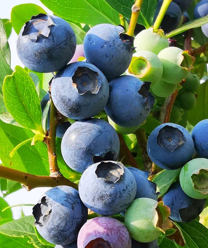 Seeds Of Strength blueberry seeds packet ready for fall planting in home gardens