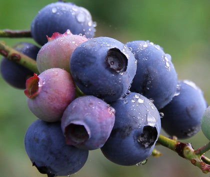 Seeds Of Strength blueberry seeds 2g pack ready for planting, for a fresh home harvest.