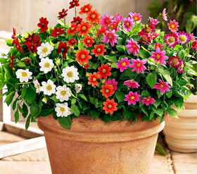 Seeds Of Strength border-garden mini dahlia pompon brightens borders and containers