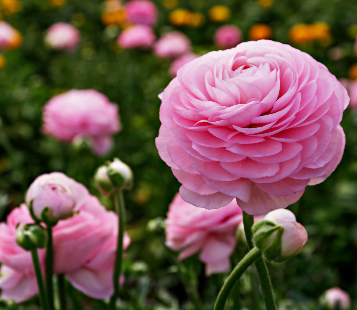 Seeds Of Strength planting guide ready—bulbs poised for fall placement and color.