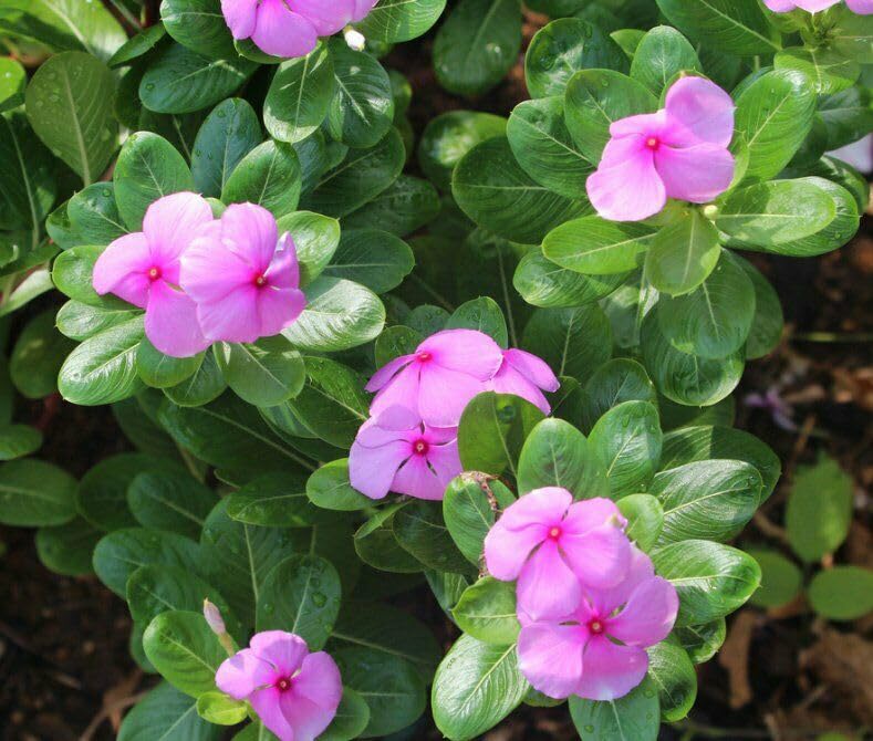 Seeds Of Strength Bright Eyes Periwinkle blue blooms provide long-season color.