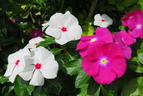 Seeds Of Strength Bright Eyes Periwinkle trailing cascade ideal for hanging baskets.