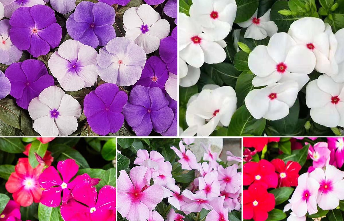Seeds Of Strength Bright Eyes Periwinkle bloom with vibrant centers for borders.