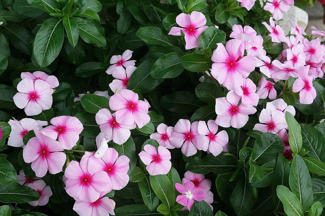 Seeds Of Strength Bright Eyes Periwinkle mixed colors brighten groundcover beds.
