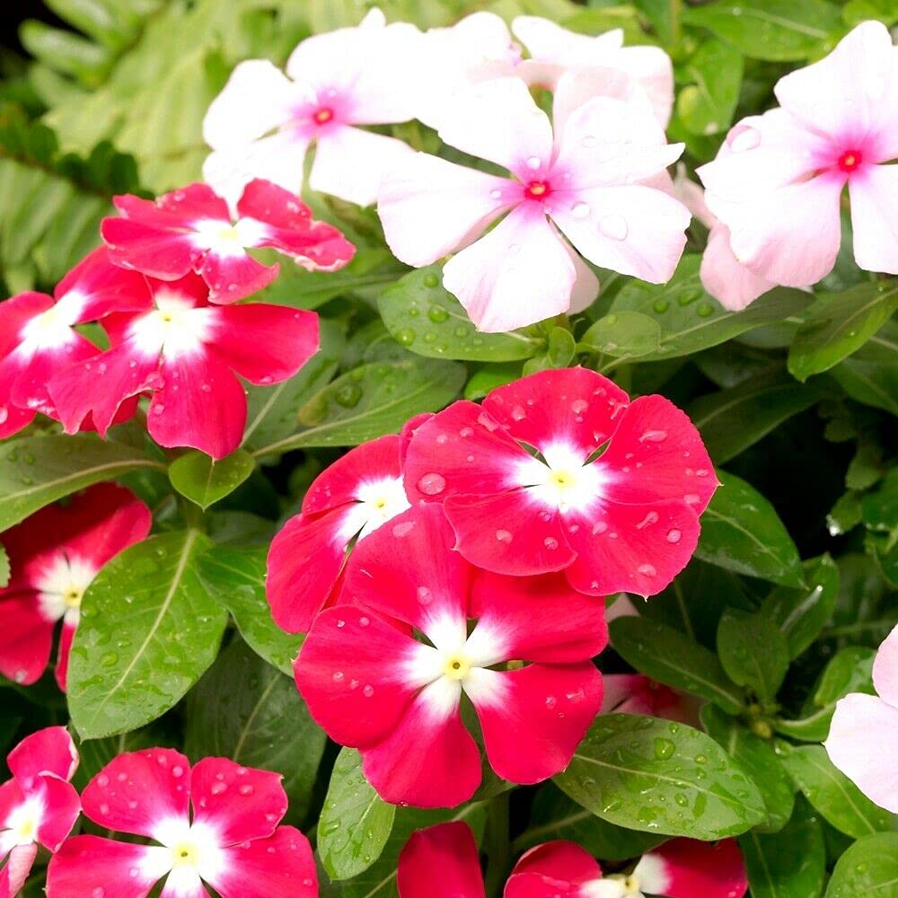 Seeds Of Strength Bright Eyes Periwinkle drought-tolerant plant for low-maintenance gardens.