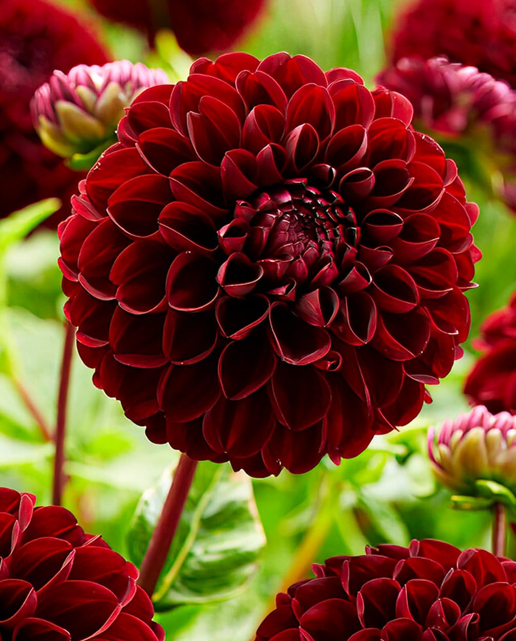 Closeup of Seeds Of Strength burgundy dahlia bloom with deep red-purple petals