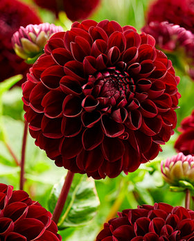 Closeup of Seeds Of Strength burgundy dahlia bloom with deep red-purple petals