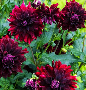 Seeds Of Strength burgundy dahlia border container display for garden drama