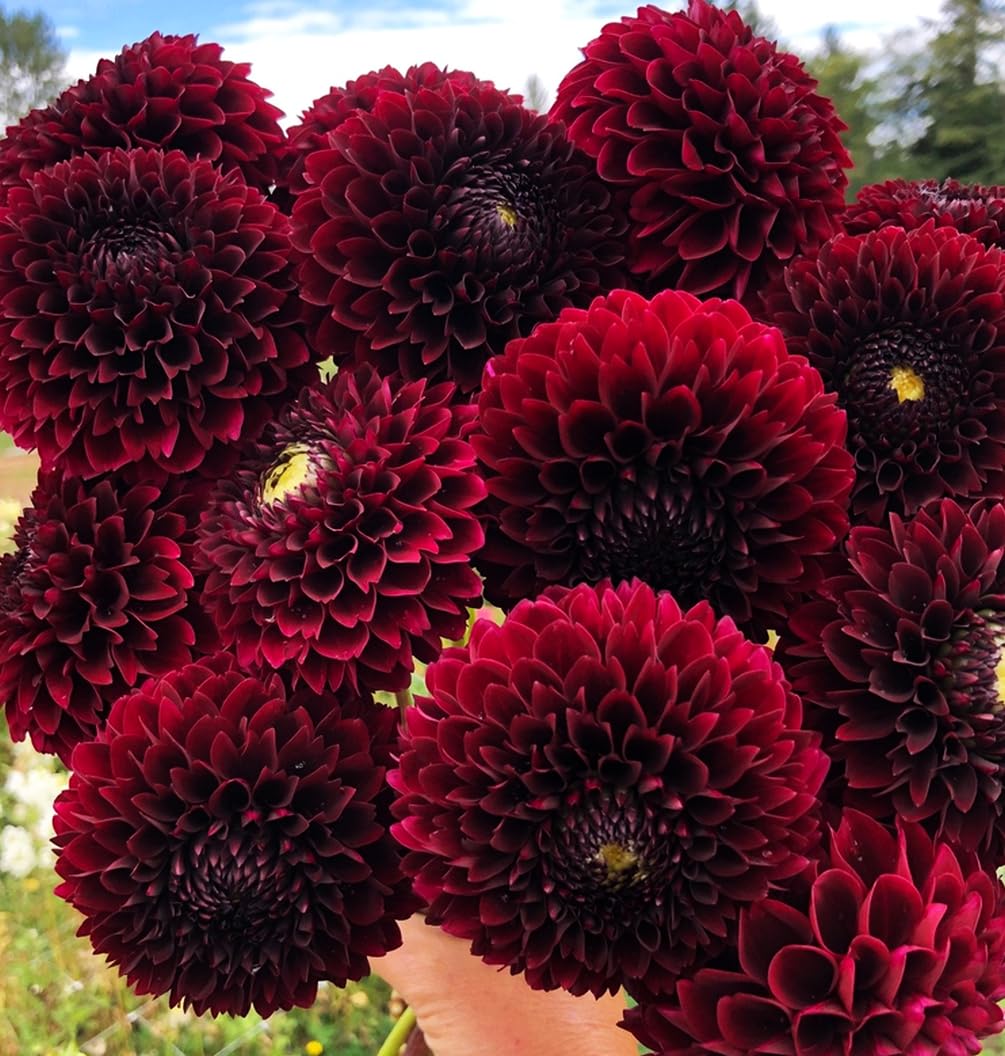 Ready-to-cut Seeds Of Strength burgundy dahlia flower for arrangements
