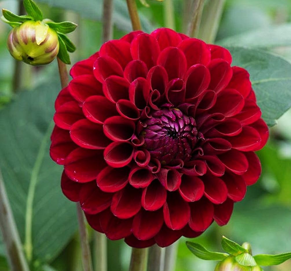 Germination closeup of Seeds Of Strength burgundy dahlia seeds with early growth