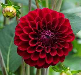 Germination closeup of Seeds Of Strength burgundy dahlia seeds with early growth