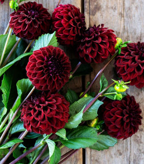 Overwintering tubers from Seeds Of Strength burgundy dahlia for year-to-year color