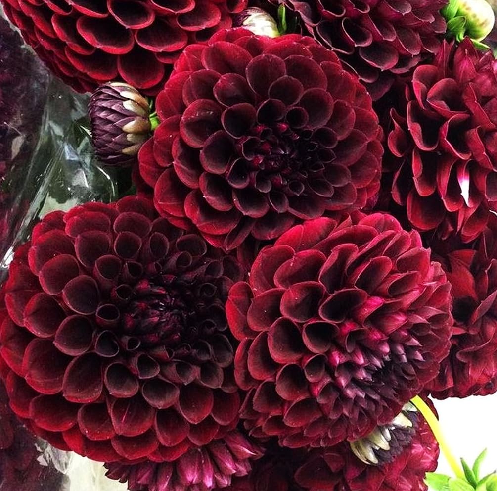 Pollinators visiting Seeds Of Strength burgundy dahlia in a garden