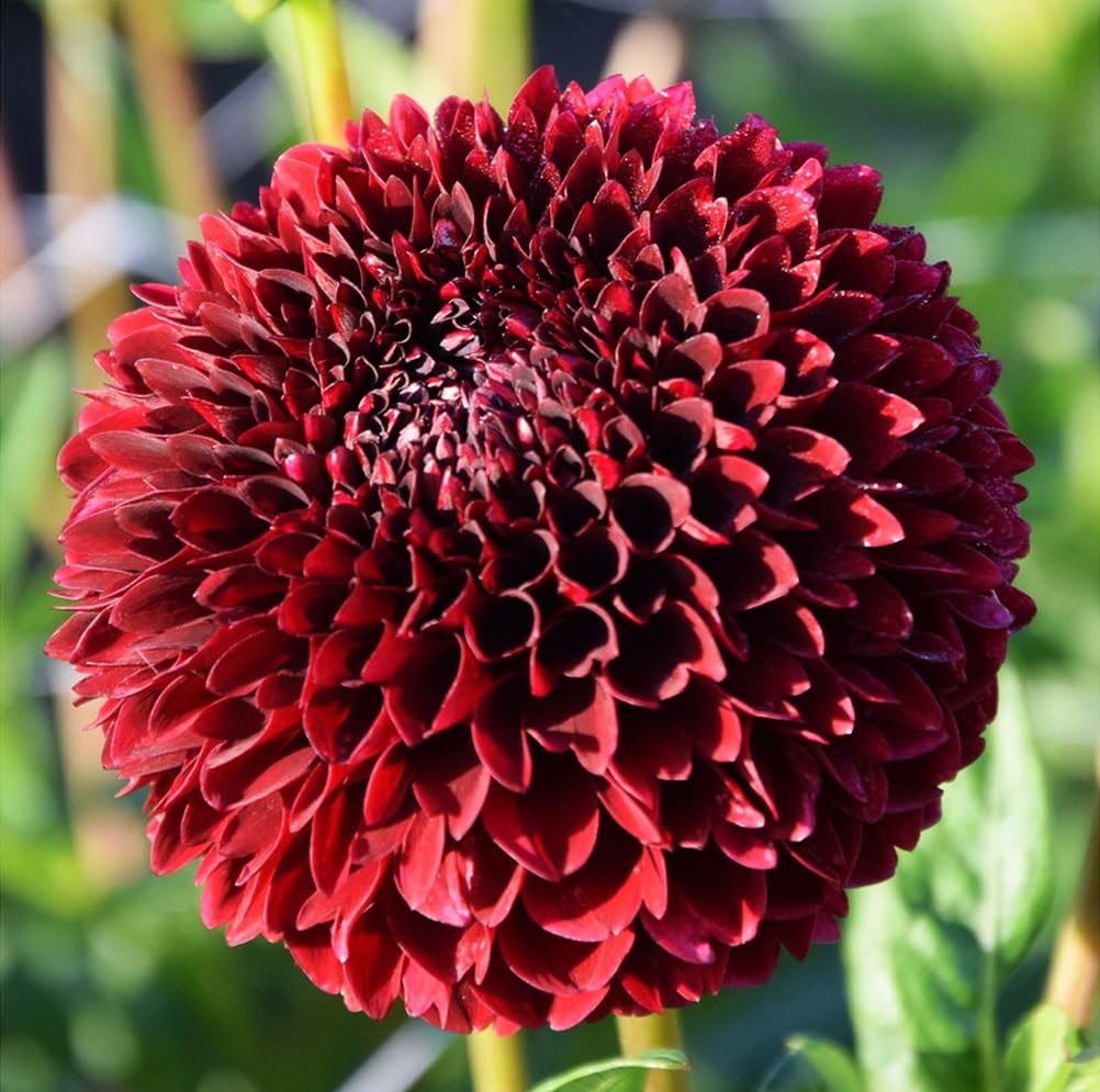 Seedling in cell from Seeds Of Strength burgundy dahlia for easy indoor starting