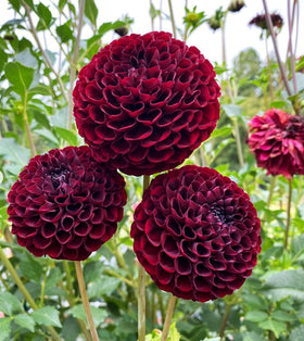 Seeds Of Strength burgundy dahlia seeds pack shows rich wine tones for dramatic borders