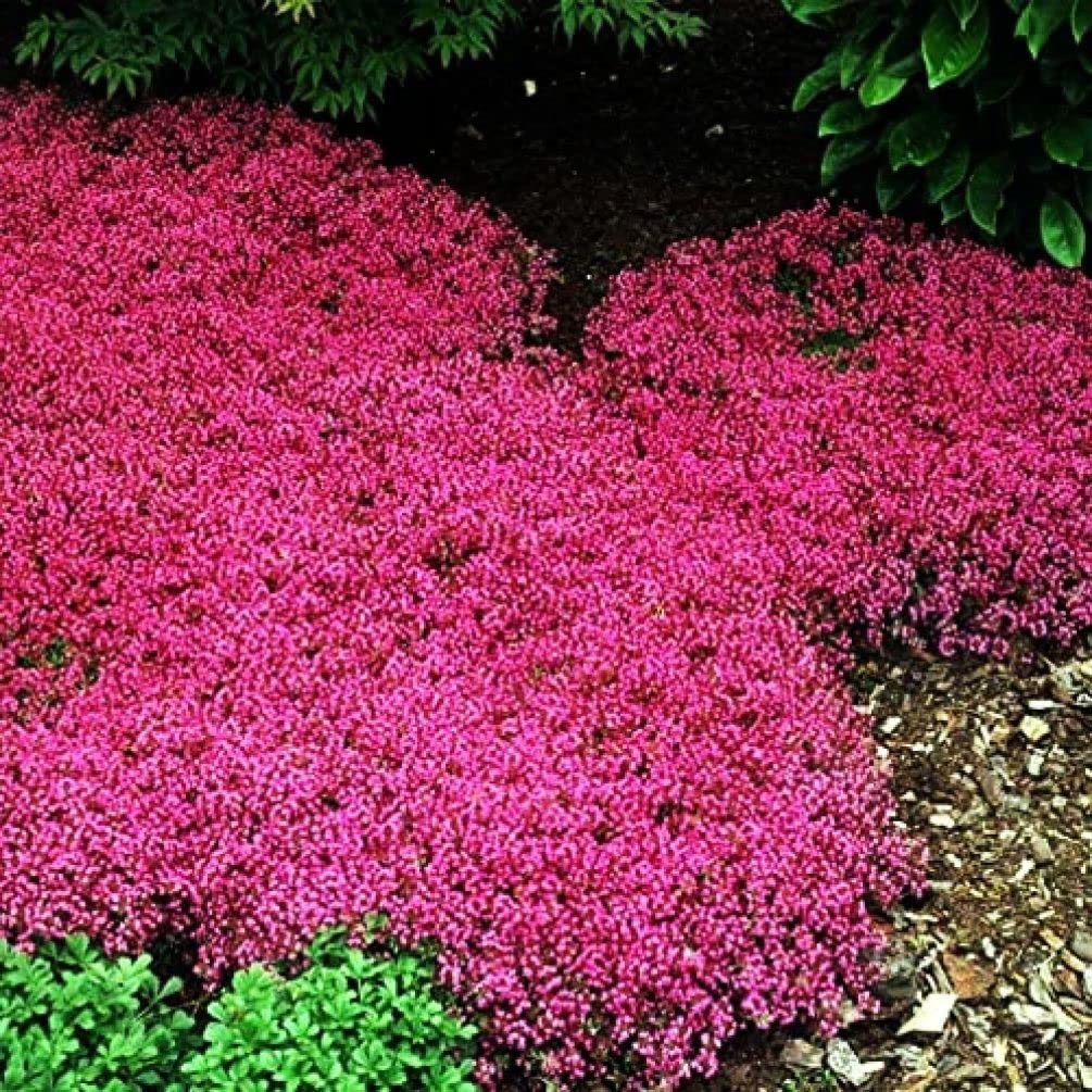 Seeds Of Strength butterfly friendly thyme garden supports pollinators and edible landscaping.